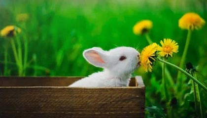 爱游戏登录入口-柏林赫塔主场告捷，实现反弹连胜，柏林赫塔球迷